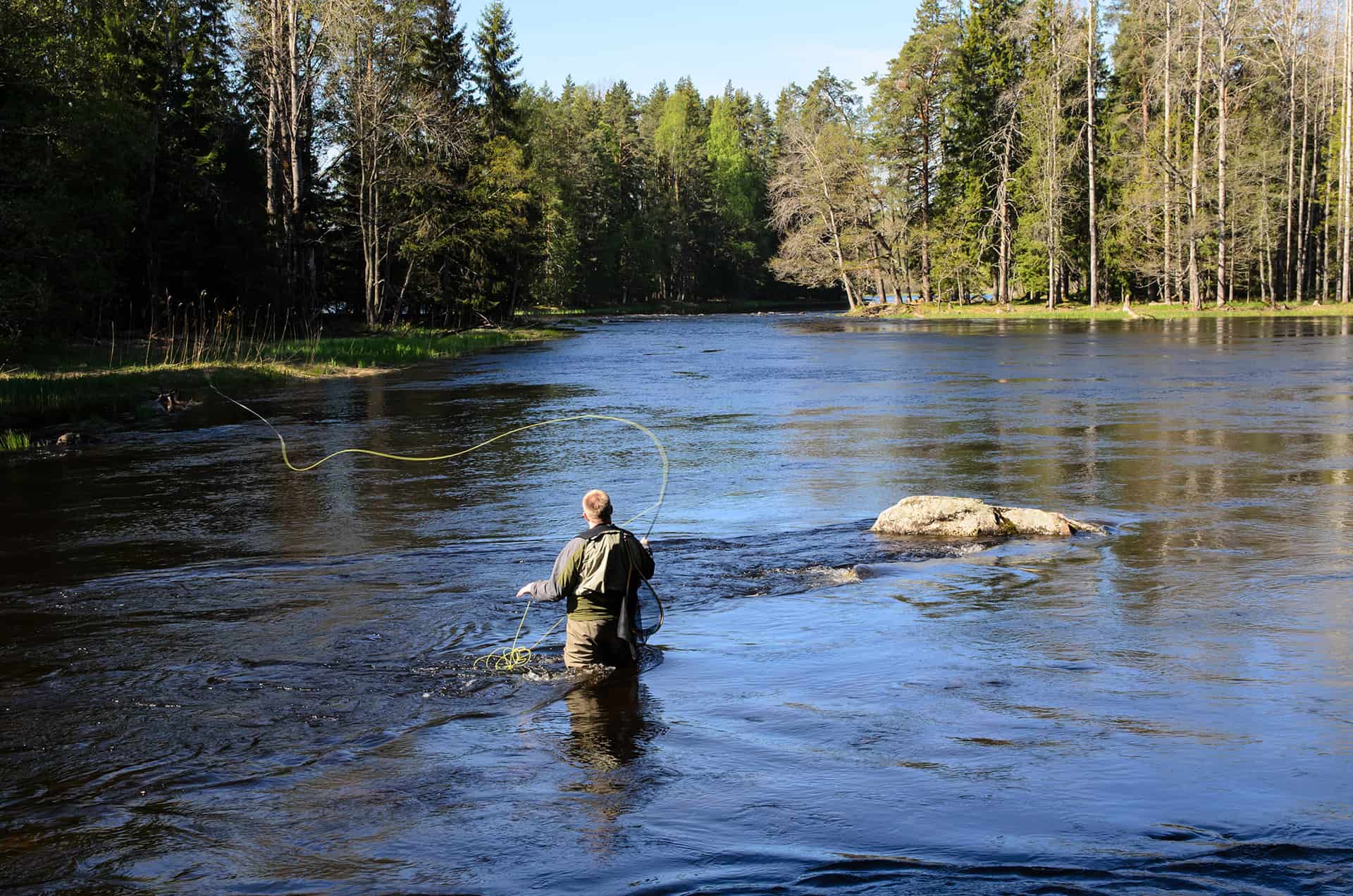Fisherman catches of salmon fly fishing in the river at spring